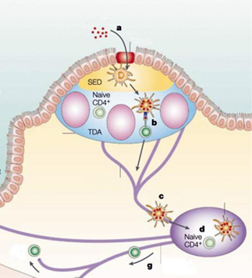 aferente Reconhecimento do ag pela célula T do linfonodo mesentérico Linfócito T ativado deixa o linfonodo pelo linfático eferente e ganha a corrente