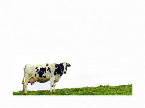 Vacas leiteiras no pós-parto entram em BEN Consumo de energia abaixo do requerido [ ] IGF-1, insulina e glicose [ ] GH e NEFA receptores de