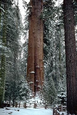Sequoia National Park General Sherman Tree 3 Sequoia
