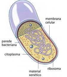 Célula procariota Células eucariotas Eucariotas: teñen o material xenético dentro dun núcleo arrodeado dunha membrana e un número importante de orgánulos celulares.