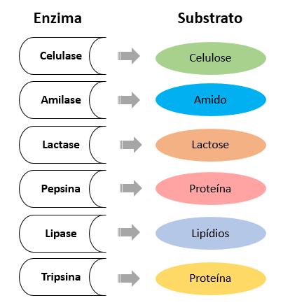 9. Para conseguir aproveitar os nutrientes dos alimentos, o sistema digestório é responsável por digerir ou quebrar os alimentos em pequenas partículas, as quais possam ser absorvidas pelas células.