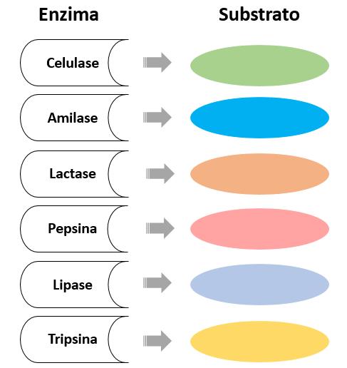 10. Na atividade a seguir, pesquise a função de algumas enzimas presentes no sistema digestório dos organismos. Descubra qual é o substrato correspondente à cada enzima em questão. 11.