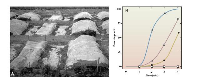 SOLARIZAÇÃO DO SOLO Efeito da solarização do solo na murcha de Fusarium meloeiro.