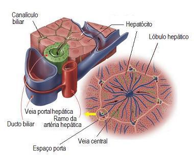 O fígado humano tem de 3-6 espaços