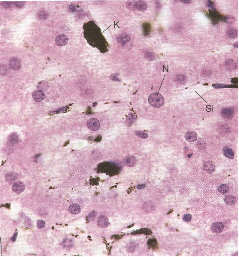 Células de Kupffer fagocitam eritrócitos velhos, digerem