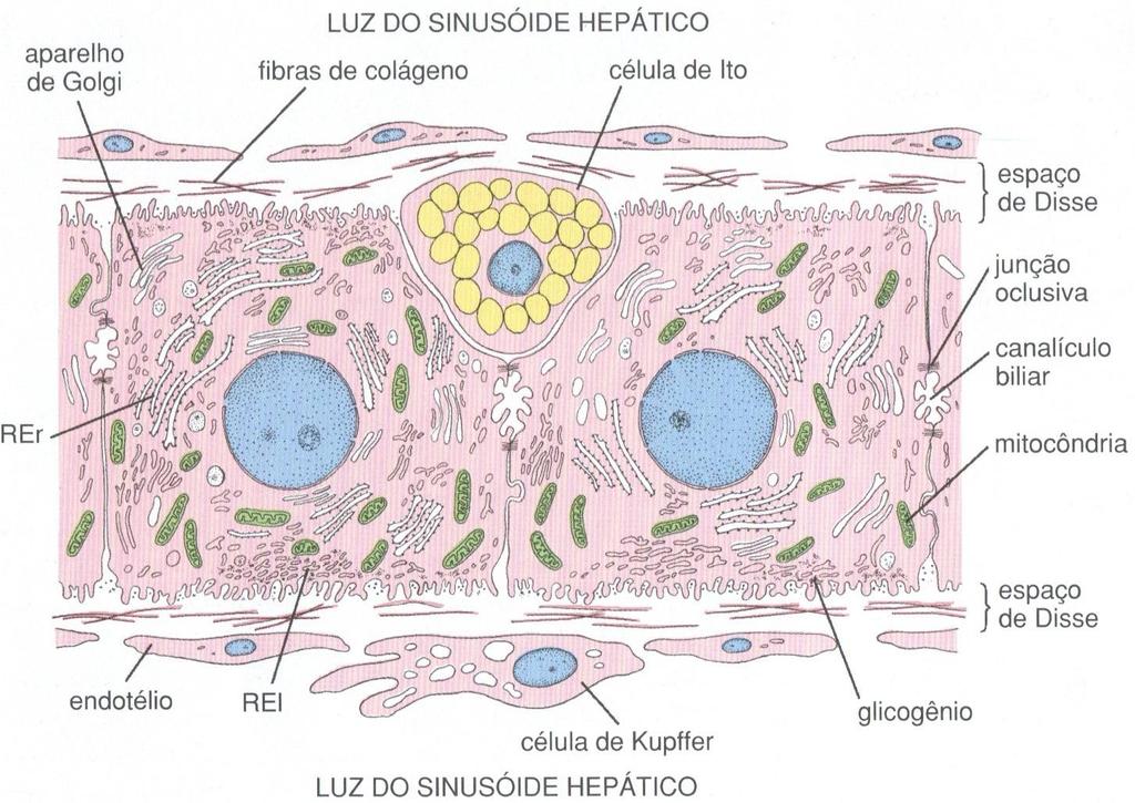 ESPAÇO DE DISSE é o espaço subendotelial entre os hepatócitos e o sinusóides O material
