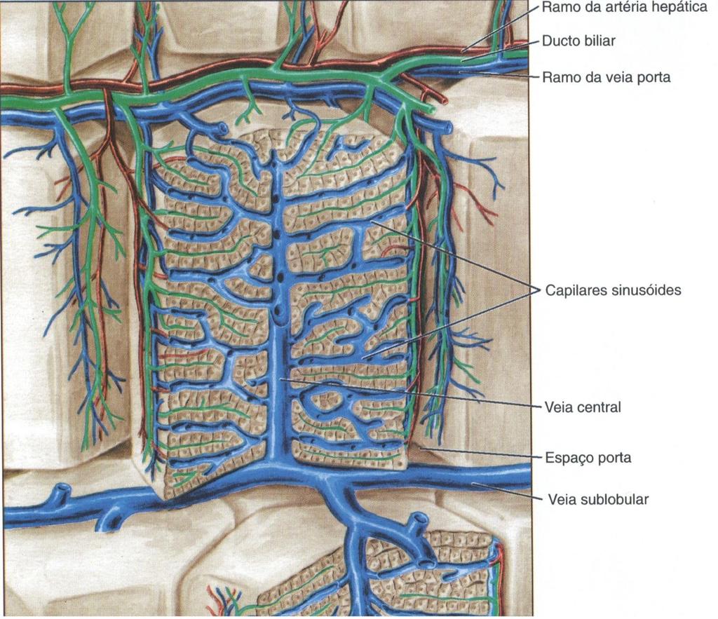em vênulas portais, vênulas distribuidoras e capilares sinusóides Os sinusóides correm