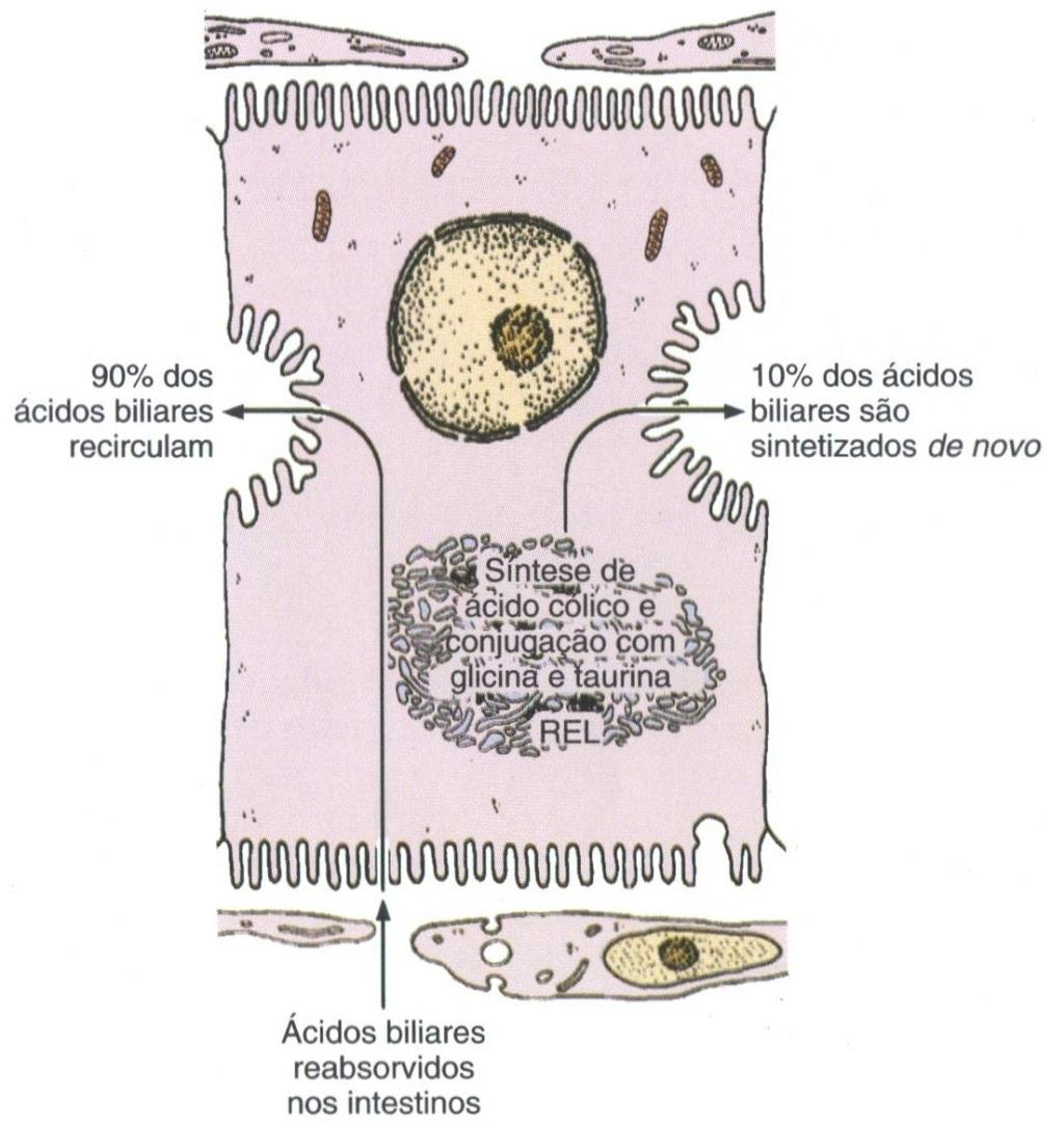 Síntese de ácidos biliares Os ácidos biliares irão compor a bile, que é liberada para o intestino auxiliando na digestão Sintetizados no REL através da conjugação do ácido cólico com os