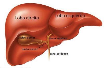 Cerca de 70-80% do sangue chega ao fígado pela veia porta, o restante