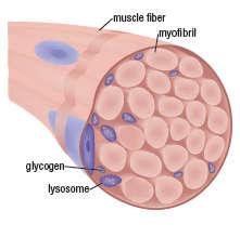 Localização dos carboidratos na célula muscular normal Grânulos no citoplasma Carboidrato Localização