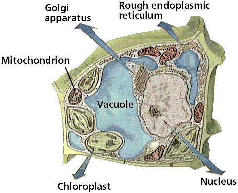 de núcleo e organelas) Célula
