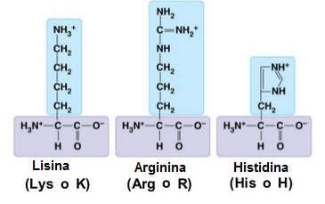 Aminoácidos Polares Básicos Formas