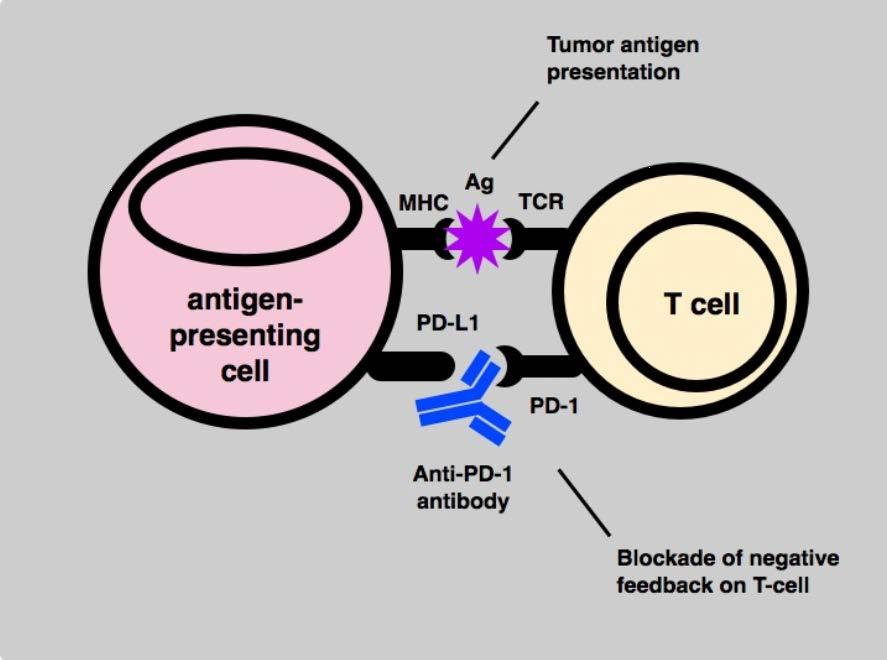 Imunoterapia dirigida: PD-1 PD-1 é um antígeno de ativação expresso em linf B e T que interage com seus ligantes (PD- L1