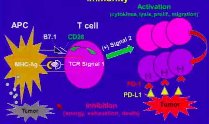 Anticorpo Anti PD-1 em CPNPC Bloqueia o efeito protetor da expressão do ligante PD-1 pelas células tumorais permitindo que células T ativadas ataquem as céls tumorais Segurança e eficácia
