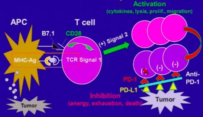 Bloqueia o efeito protetor da expressão do ligante PD-1 pelas células tumorais permitindo que células T ativadas ataquem as céls tumorais Segurança e eficácia testados em