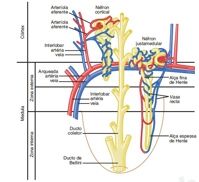 Elementos da Função Renal Esquema das relações entre os vasos sanguíneos e estruturas tubulares e diferenças entre os néfrons