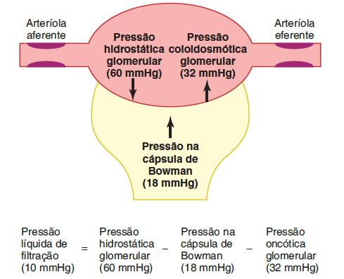 Elementos da Função Renal VI- Filtração