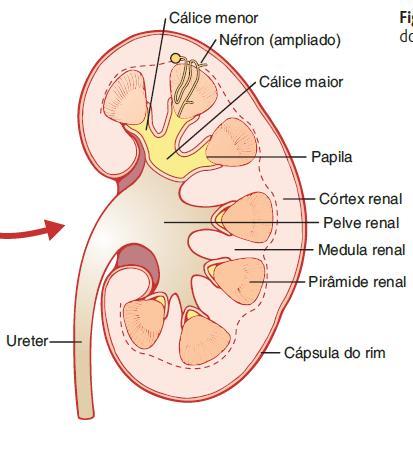 Córtex região externa; Medula região interna; Pirâmide massas cônicas com a base na medula e córtex e o