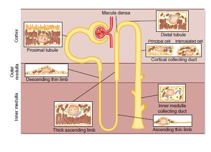 Renal III