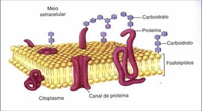 * Grupos de Proteínas da membrana Gicocálice ou Glicocálix: camada de carboidratos na face externa da membrana celular. Tem função de reconhecimento.