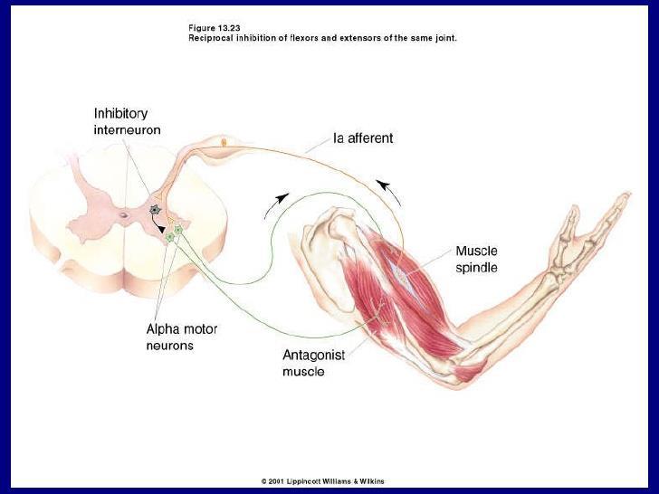 Reflexo de estiramento Envolve conexões monossinápticas com o motoneuônio alfa e interneurônios de circuitos locais que inibem o motoneurônio que inerva o músculo antagonista