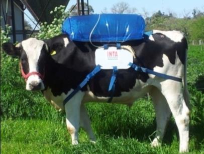 TECNOLOGIA INOVADORA A mochila é colocada nas costas do animal e tubos são inseridos no trato digestivo das vaca.