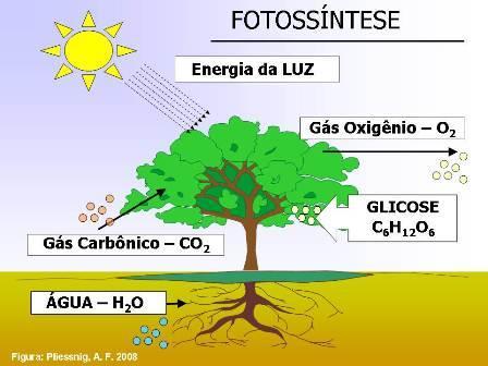 Ciclo do Carbono O gás carbônico presente no ar ou na água é a única fonte de carbono
