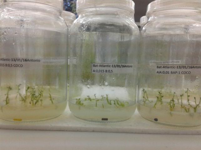 As dosage foram definidas para o experimento após a realização de teste inicial com dosage maiores para verificar o crescimento vegetativo de plantas de batata.