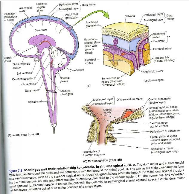 Pg 909