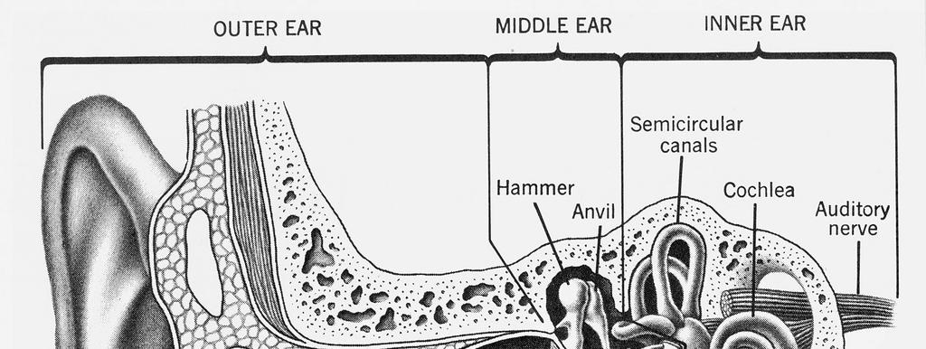 6 Mecanismo de audição -Ouvido externo: ressonância no canal auditivo.