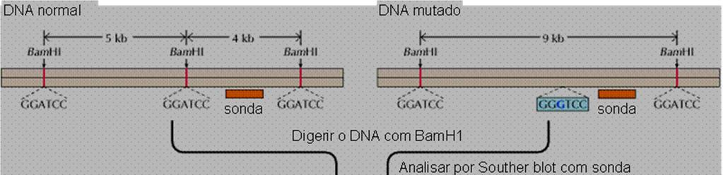 ANÁLISE