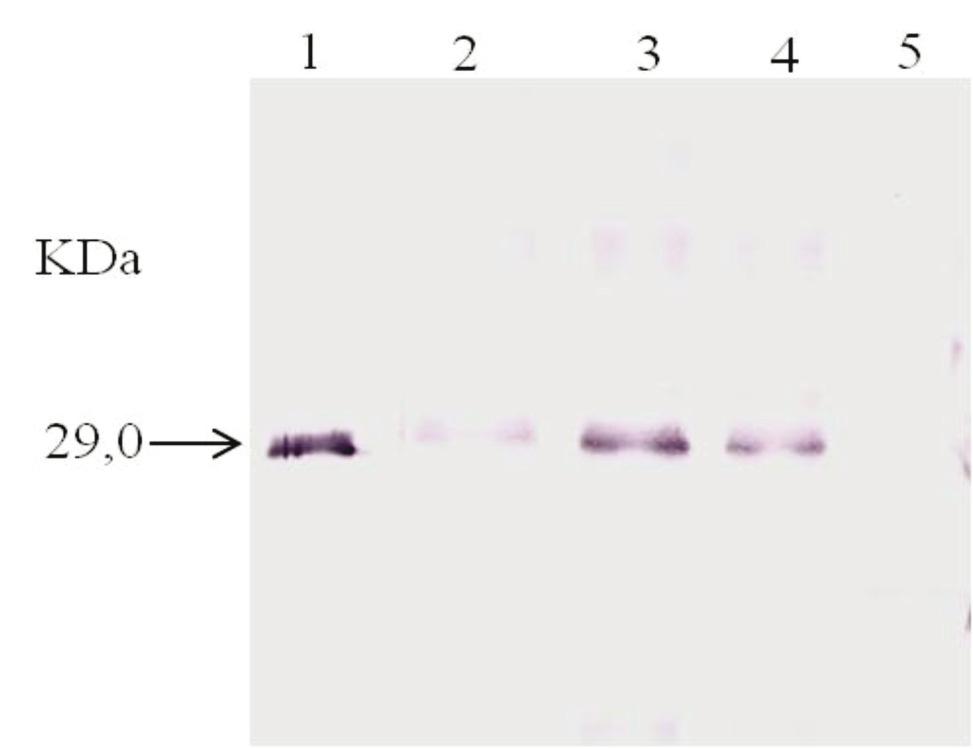 Calegario et al.