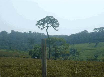 Itaituba Uso da Terra Sede do Município e entorno Pecuária