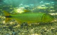 DOURADO O peixe de água doce chamado Dourado é conhecido popularmente como Piraju e Pirajuba. Nome científico Salminus maxillosus.
