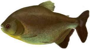A coloração é uniforme, castanho ou cinza escuro; o ventre é mais claro, amarelado quando o peixe está vivo. Os dentes são molariformes. Alcança cerca de 50cm de comprimento total.