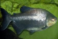 Piaractus brachypomus Characidae Bacias amazônica e Araguaia-Tocantins. Peixe de escamas; corpo romboidal, alto e comprimido; nadadeira adiposa sem raios; cabeça pequena; dentes molariformes.