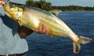 O peixe Acará-Bandeira é um peixe de escamas. Possui o corpo achatado, com listras verticais negras. Apresenta barbatanas longas e coloração variando do vermelho ao prateado.