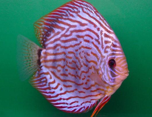 O comportamento do Acará-Bandeira é muito pacífico, o que o torna o preferido dos aquariófilos. ACARÁ DISCO O peixe de água doce chamado Acará-Disco é conhecido também como Acara discus.