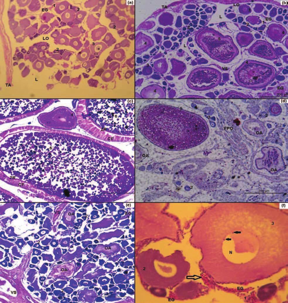 36 Figura 6 - Características microscópicas das fases de desenvolvimento ovariano de Cichla piquiti capturada no reservatório da Usina Hidrelétrica de Serra da Mesa Sendo: imaturo (a), em maturação