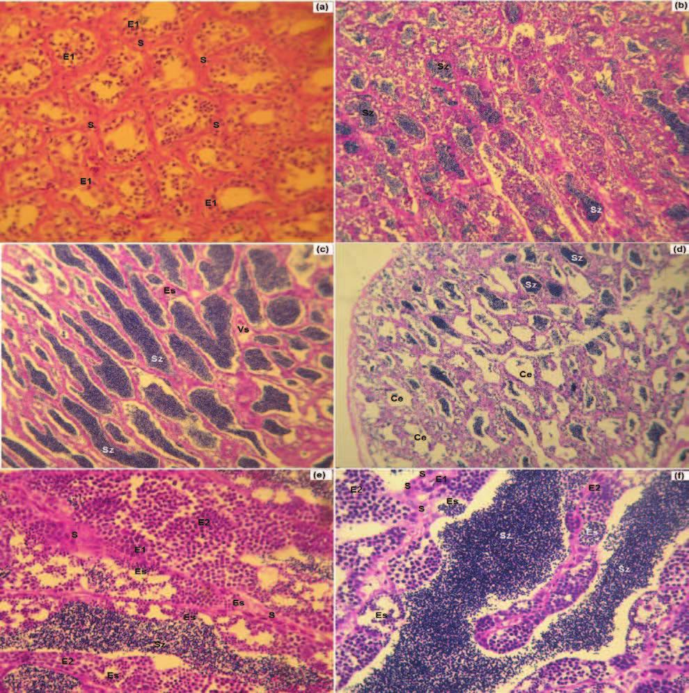 40 Figura 8 - Características microscópicas das fases de desenvolvimento testicular de Cichla piquiti. Sendo: (a) imaturo, (b) em maturação, (c) maduro, (d) esvaziado.
