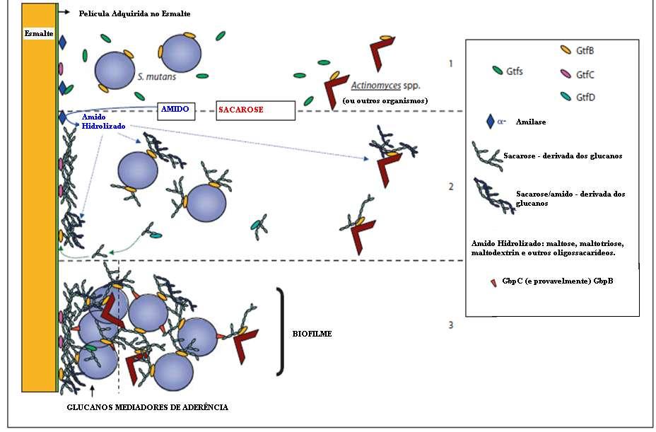 Biofilme dental e associação com doença cárie Glicose + frutose Ação enzimática realizada pelo S.