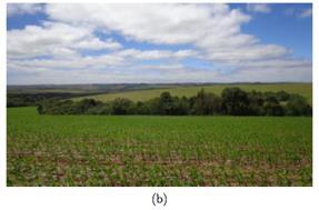 Com as imagens de campo, verificou-se que, a classe cultivo 2 também é milho, porém em ciclo fenológico diferente, que a classe cobertura florestal é determinante no fator textura, visto que há