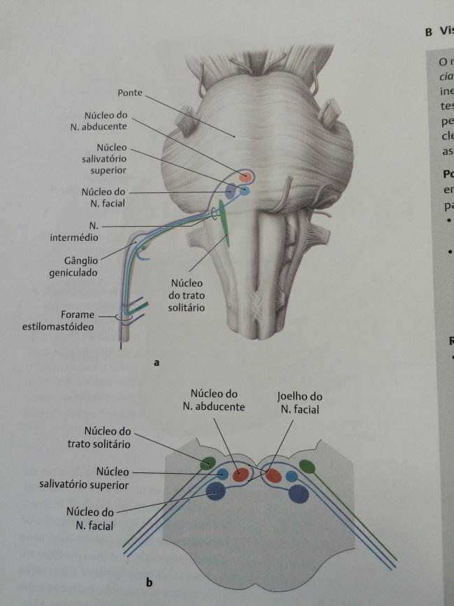 Nervo Facial: regiões nucleares Prometheus, atlas de anatomia Núcleo do nervo facial: (Motor) Neurônios que inervam a musculatura mímica!