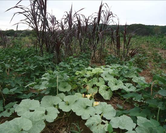 Cada agricultor possui sua própria maneira de manejar a terra, alguns fazem consórcios de duas ou três culturas outros plantam em sistemas de piquetes, ou ainda, plantam em diversas épocas,