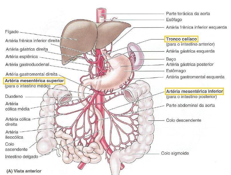 Insuficiência Vascular Mesentérica Decorre da obstrução do fluxo nas principais artérias esplâncnicas: tronco celíaco, artéria mesentérica superior ou artéria mesentérica inferior.