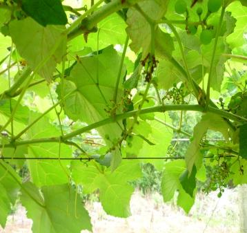 causador de declínio Variedade: Paulsen 1103 EVITAR: Plantas com folhas