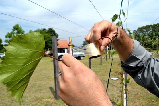 É importante proteger toda a área enxertada, deixando somente a gema do enxerto para fora. 4.