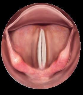 Epiglote descida Laringe Durante a fala, a epiglote permanece