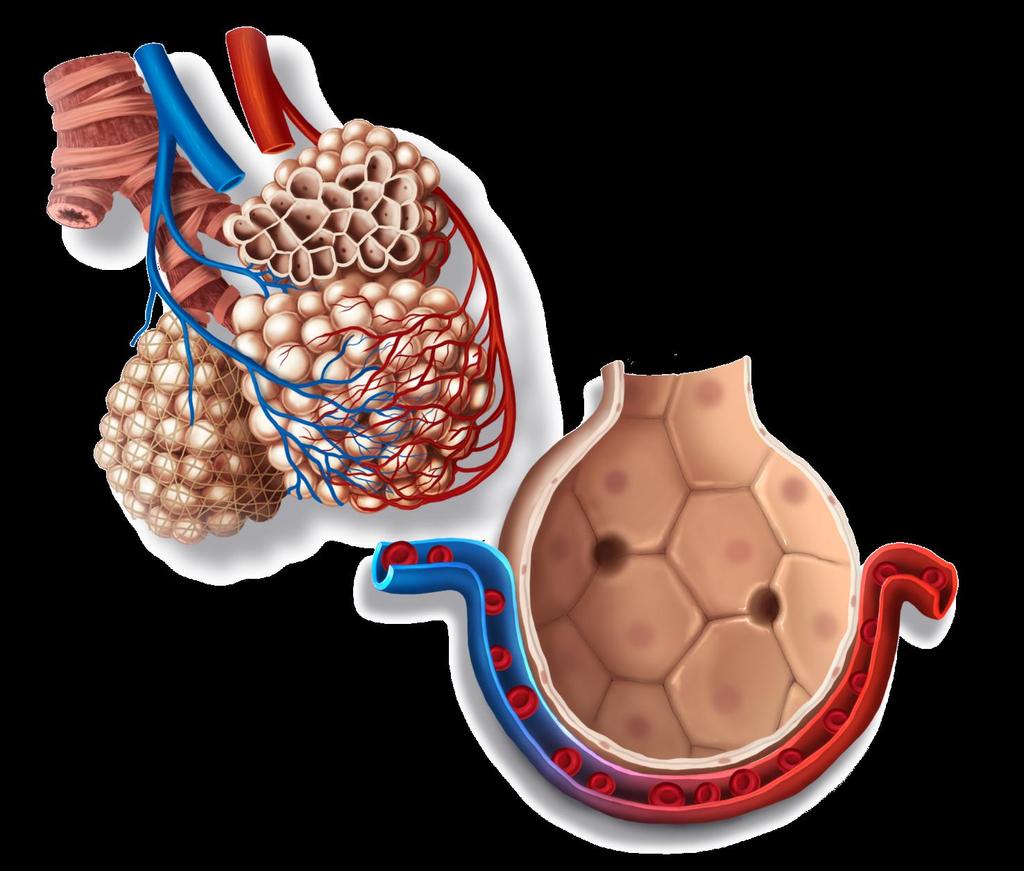 Trocas gasosas Artéria pulmonar? Veia pulmonar?