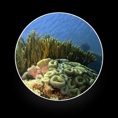como objetivos: Criar um bioma marinho, Promover o uso sustentável dos recursos e ecossistemas